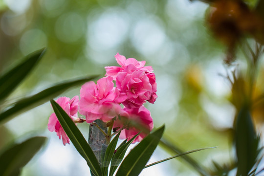 夹竹桃花