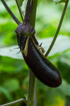 紫茄子