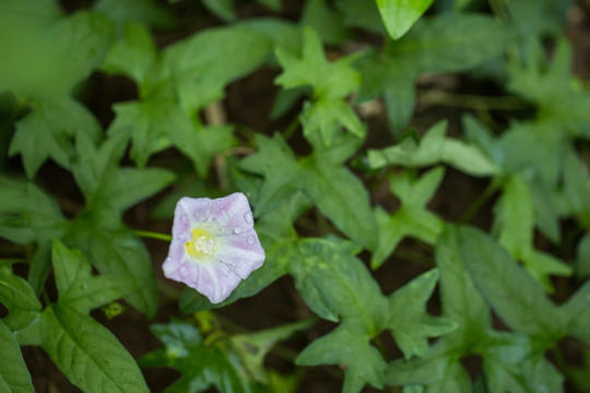 喇叭花 牵牛花