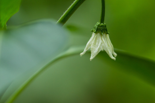 辣椒花 绿色背景