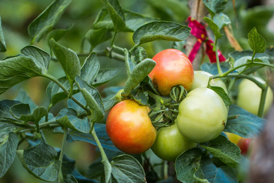 番茄 西红柿 农家菜地