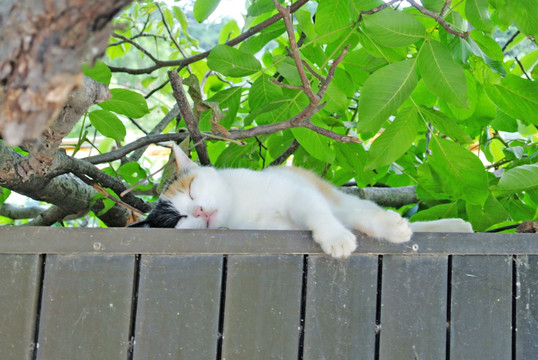 睡觉的猫 自由 休闲 放松
