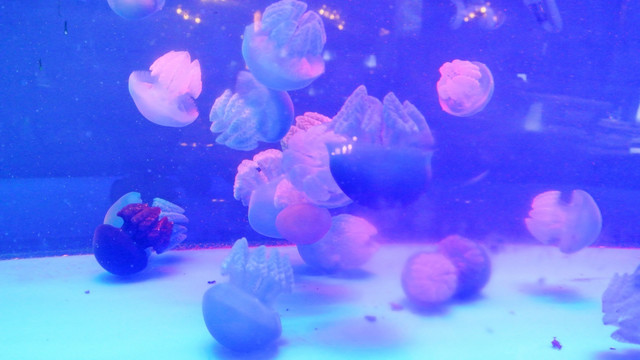 水母 观赏 水族 海底生物