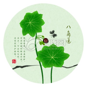 手绘八角莲 花草图案设计