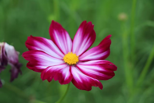 波斯菊