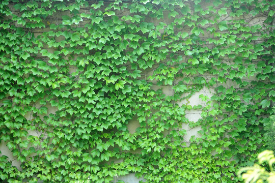 绿色背景墙 绿叶背景 树叶