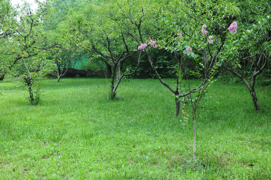 公园风景  绿草地