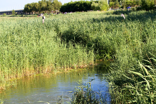 湿地 芦苇 河流 水 绿色