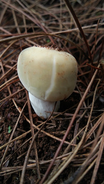 青头菌