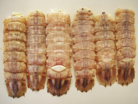 虾蛄