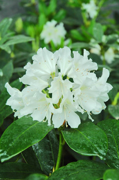 杜鹃花