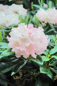 杜鹃花