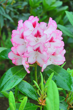 杜鹃花