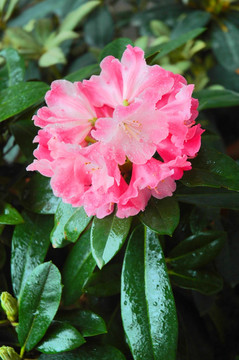 杜鹃花