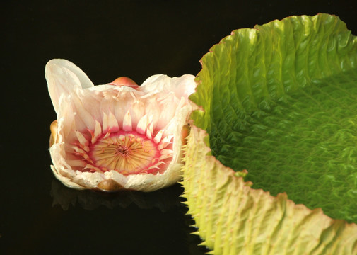 番禺莲花山睡莲