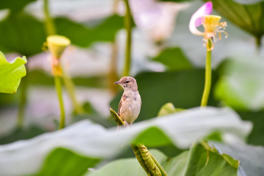 荷塘 荷叶 莲蓬 大苇莺