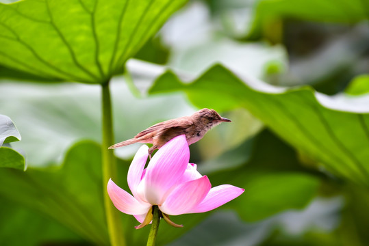 荷花 小鸟 荷塘