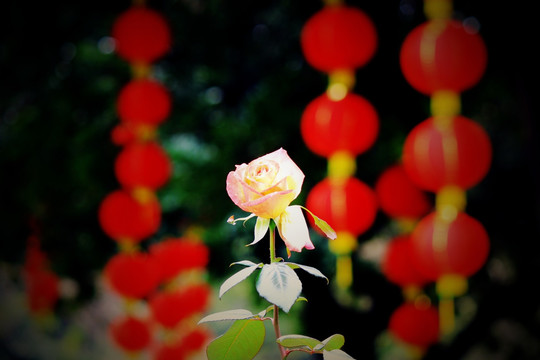 玫瑰花
