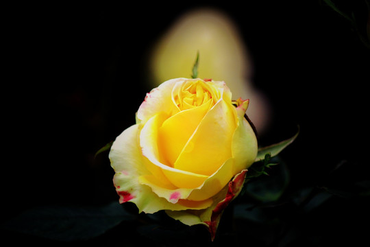 玫瑰花