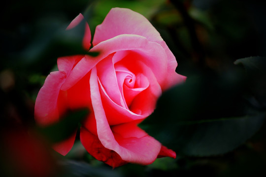 玫瑰花