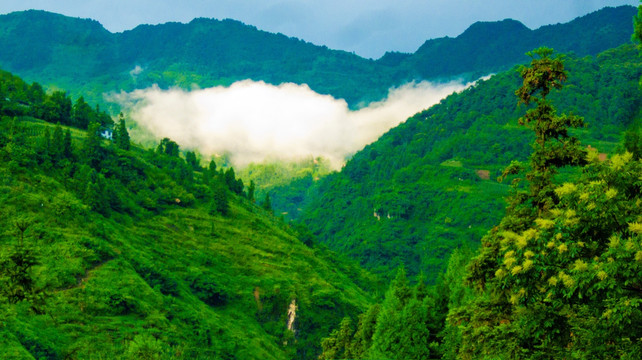 山沟 白雾
