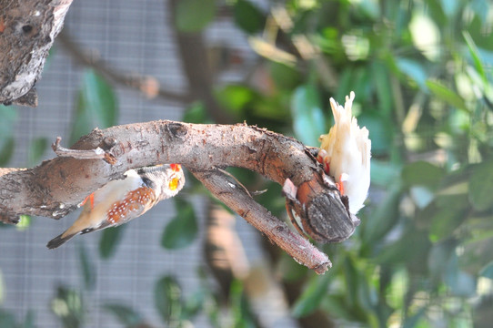 斑胸草雀