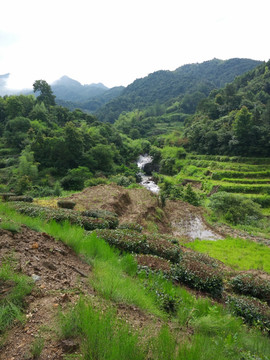山 山林 山里 山村