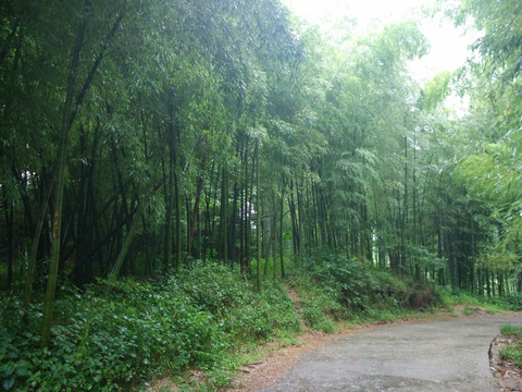 山林 竹林 毛竹 竹子 竹海