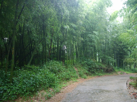 山路 竹林 毛竹 竹子 竹海
