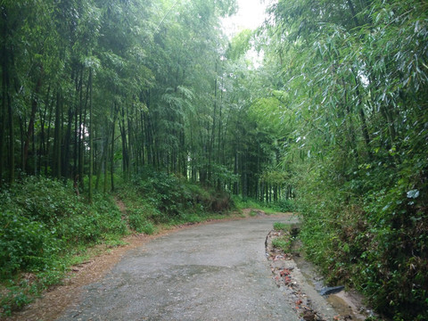 山路 竹林 毛竹 竹子 竹海