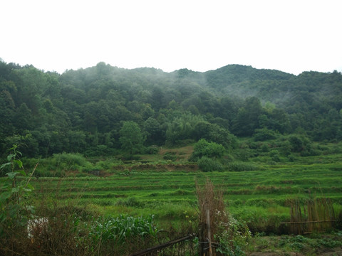 山 山林 山里