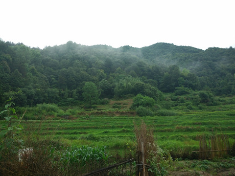 山 山林 山里