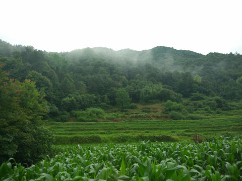 山 山林 山里