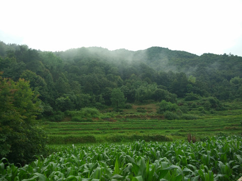 山 山林 山里
