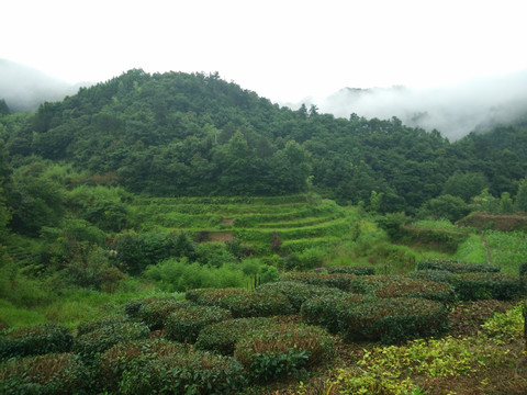 山 山林 山里