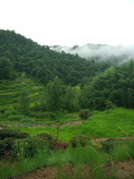 山 大山 云雾 梯田