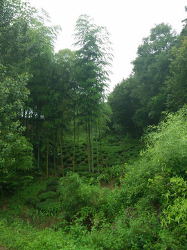 竹林 毛竹 竹子