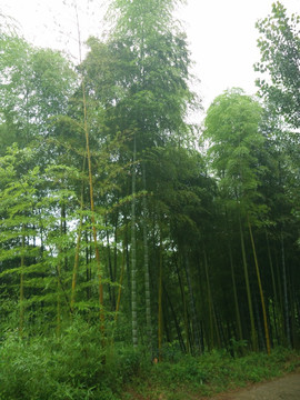 竹林 毛竹 竹子 竹海