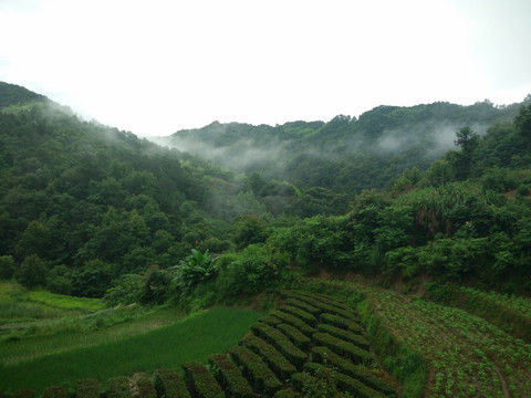 I山 大山 竹林 茶树