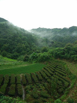 山 大山 云雾