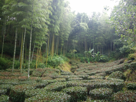 山 大山  竹林 茶树