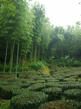 山 大山 竹林 茶树