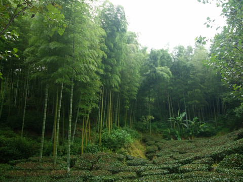 山 大山  竹林 茶树