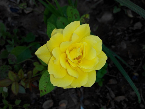 黄玫瑰花高清图