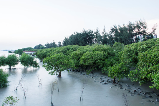 宝安西湾红树林 西湾公园