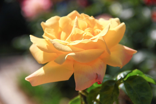 阳光下的玫瑰花