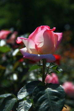 粉色玫瑰 花蕾