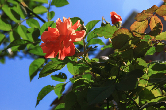 月季 花草