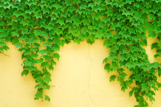 绿色爬山虎 植物墙