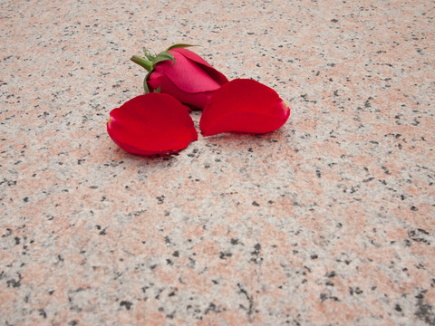 大理石上的红玫瑰